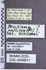 Etiketten zu Platiana pallida ? (NHMW-ZOO-COL-0008911)